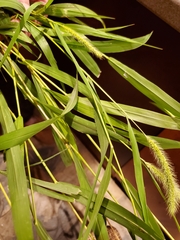 Setaria viridis