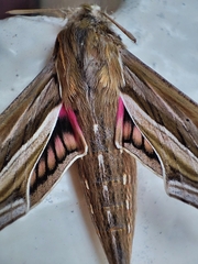 Hippotion celerio