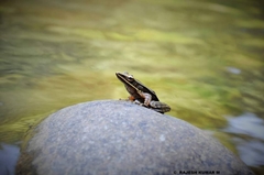 Clinotarsus curtipes