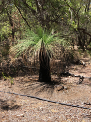 Xanthorrhoea preissii