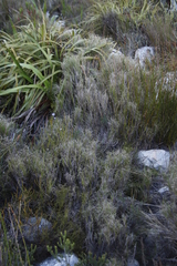 Pseudopentameris macrantha