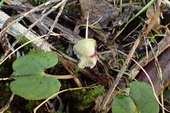 Corybas trilobus aggregate