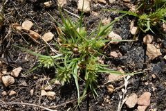 Cyperus squarrosus