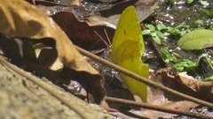 Phoebis neocypris