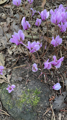 Cyclamen hederifolium