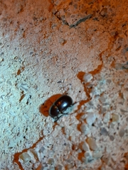 Phyllognathus excavatus