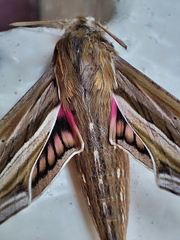 Hippotion celerio