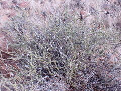 Eriocephalus ericoides