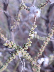 Eriocephalus ericoides