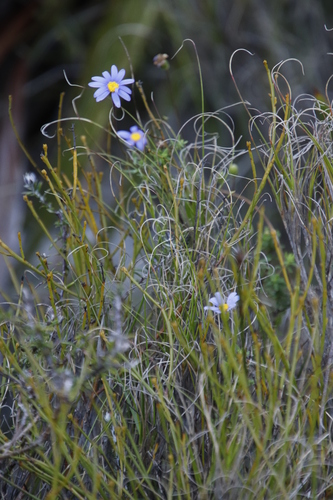 Image of Felicia aethiopica by (c) Tony Rebelo, some rights reserved (CC BY-SA)