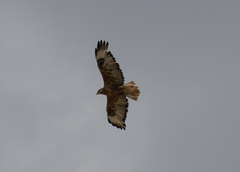 Buteo rufinus