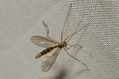 Macrocera