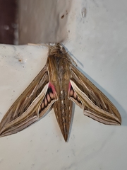 Hippotion celerio
