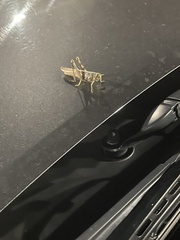 Melanoplus bivittatus