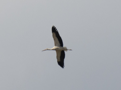 Ciconia ciconia