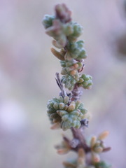 Eriocephalus ericoides