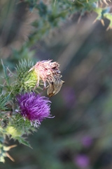 Carpocoris fuscispinus