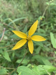 Coreopsis major
