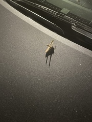 Melanoplus bivittatus