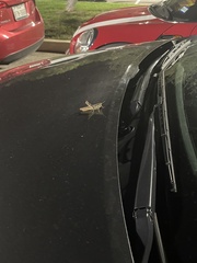 Melanoplus bivittatus