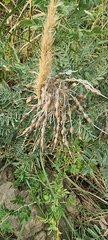 Sophora alopecuroides
