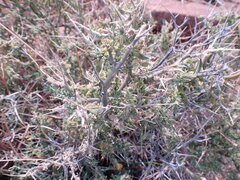 Melolobium microphyllum