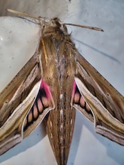 Hippotion celerio