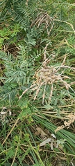 Sophora alopecuroides