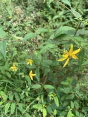 Coreopsis major