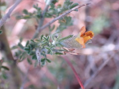 Melolobium microphyllum