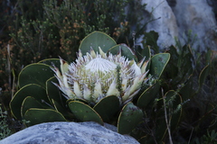 Protea cynaroides