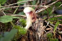 Corybas trilobus aggregate