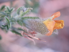 Melolobium microphyllum