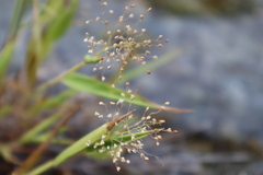 Panicum capillare