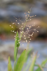 Panicum capillare