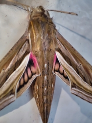 Hippotion celerio