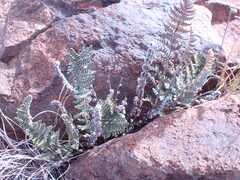 Cheilanthes eckloniana
