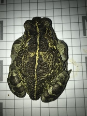 Sclerophrys pantherina