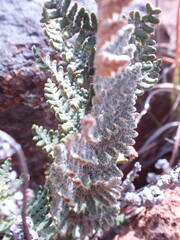Cheilanthes eckloniana