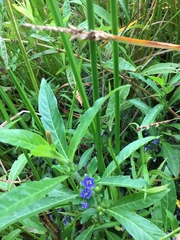 Hydrolea quadrivalvis