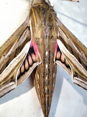Hippotion celerio