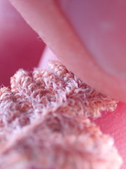 Cheilanthes eckloniana