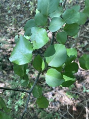 Pyrus calleryana