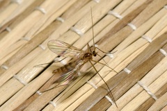 Macrocera