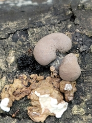 Daldinia childiae