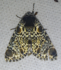 Harrisimemna trisignata