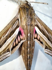 Hippotion celerio