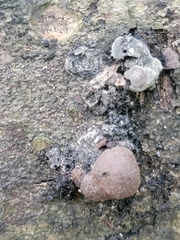 Daldinia childiae