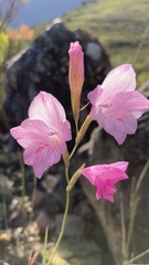 Gladiolus hirsutus