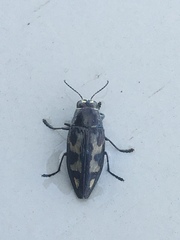 Buprestis maculipennis